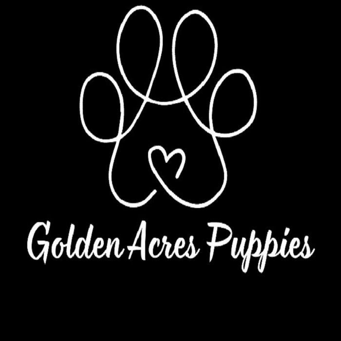 Golden Acres  Puppies